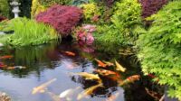 Koi modern water pond ponds ideas design small garden designs gardens homes patio sublime chance solar gives everyone source